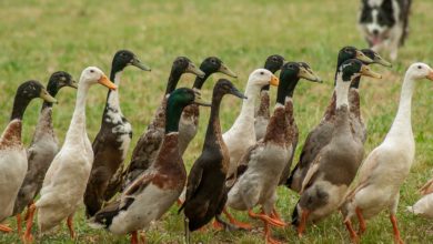 duck
