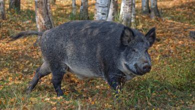 дикий кабан фото