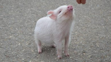 порося фото