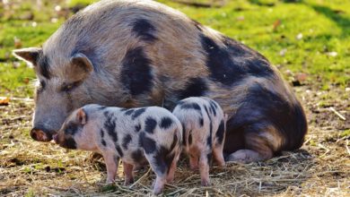 поросята фото