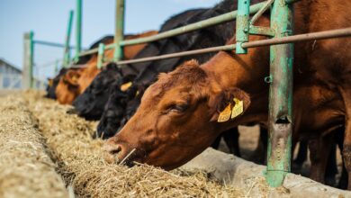 корови їдять сіно фото