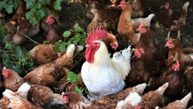 білий півень фото