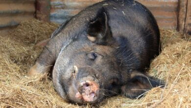 кабан на сіні фото